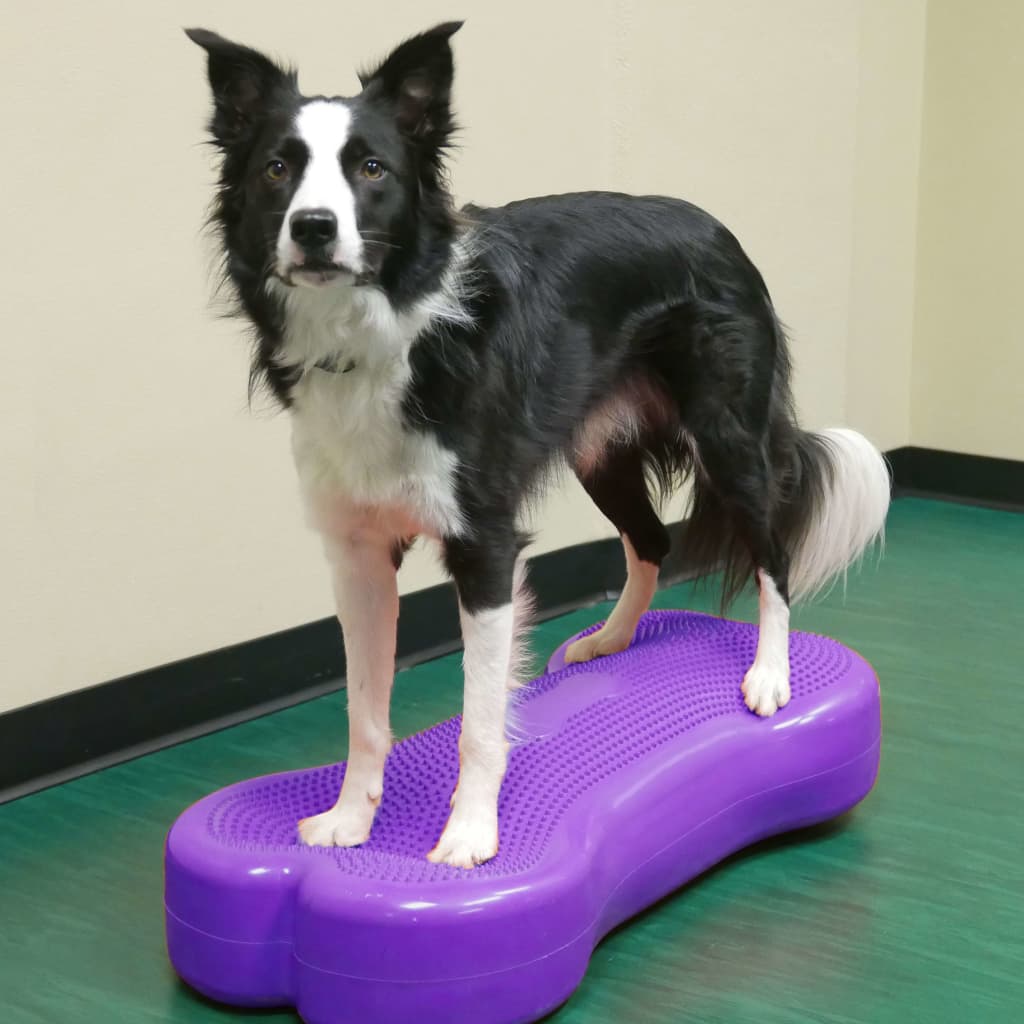 FitPAWS Dierenbalansplatform Giant K9FITbone PVC violet - AllerleiShop