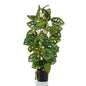 Emerald Kunstplant in pot Monkey monstera 75 cm - AllerleiShop