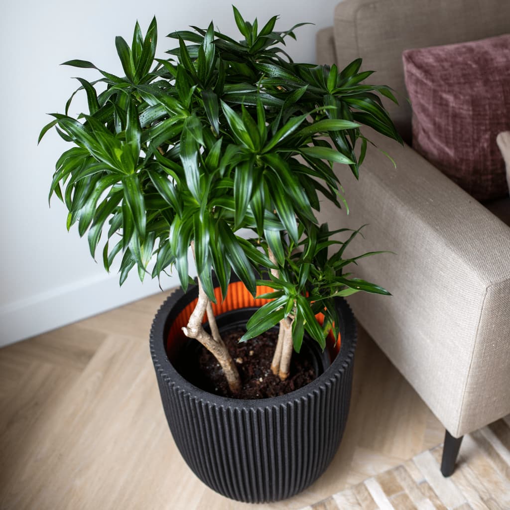 Capi Plantenbak Groove 35x34 cm zwart - AllerleiShop